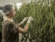 Marijuana & Hemp Grow Room Supply List & Guide